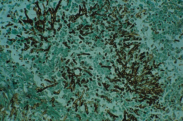 category.image.not.loaded.alt.text