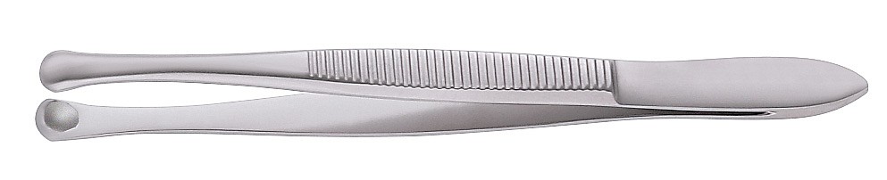 Medicon ripsiatula Beer (molluska-atula) 9 cm