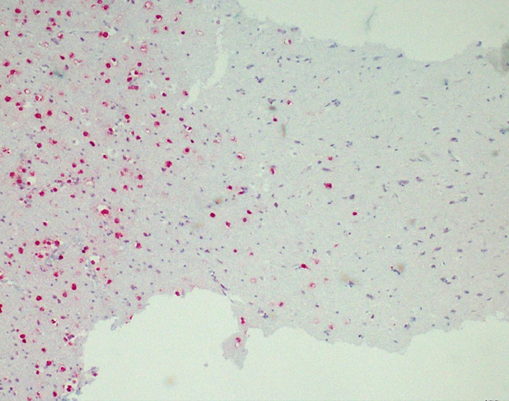 IDH1 R132H (QM002) Ms 0,5 ml konsentraatti